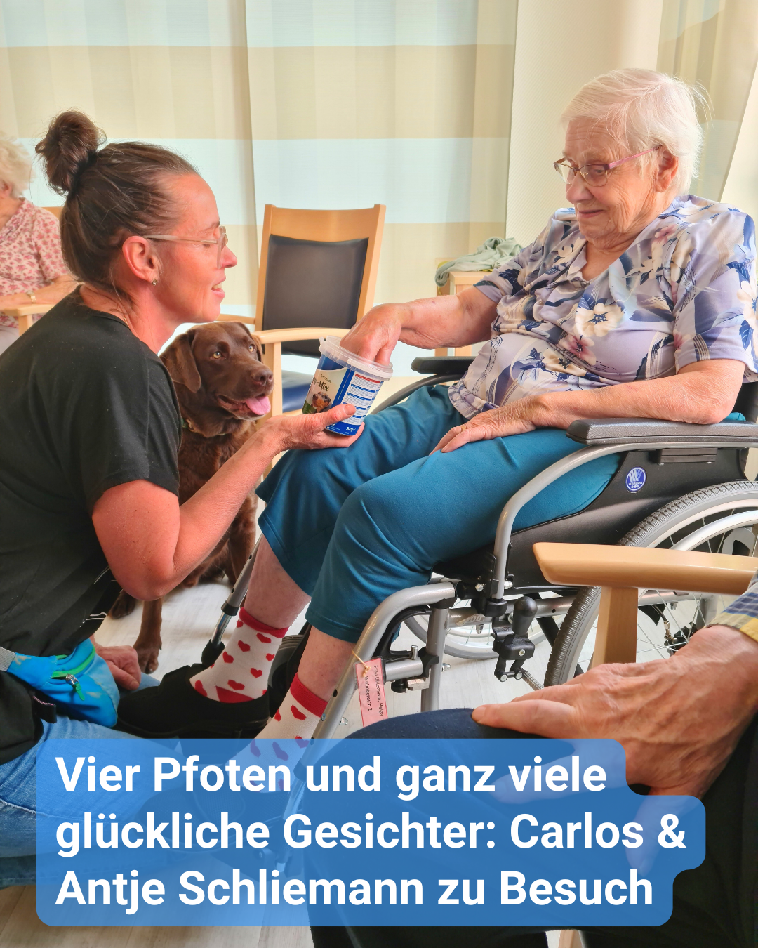 Ein Therapiehund sitzt gemeinsam mit seiner Trainerin vor einer Seniorin im Rollstuhl. Diese ist sehr glücklich über den tierischen Besuch und füttert ihn. Bildbeschriftung: Vier Pfoten und ganz viele glückliche Gesichter: Carlos & Antje Schliemann zu Besuch