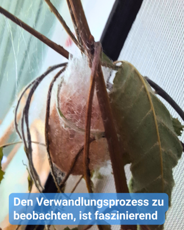 Nahaufnahme eines Kokons aus weißen Fäden an einem Ast. Text: 'Den Verwandlungsprozess zu beobachten, ist faszinierend'.