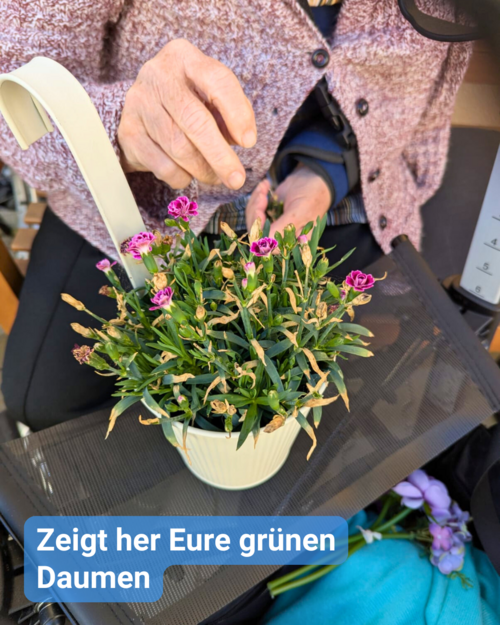 Kleine Nelken, in einem Topf, sehen etwas verblüht aus. Sie stehen auf einem Rollator von einer älteren Dame, die die Pflanze pflegt. Bildbeschriftung: “Zeigt her Eure grünen Daumen”