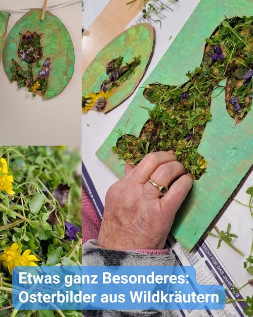 Das Bild ist eine Collage, die drei unterschiedliche Ansichten von Kunstwerken zeigt, die mit wilden Kräutern geschaffen wurden.  Oben links ist ein rundes Stück Pappe mit grünem Hintergrund zu sehen, auf dem verschiedene kleine Wildblumen und Grünpflanzen angeordnet sind, die ein schlichtes Muster bilden.  Oben rechts ist ein größeres Stück hellgrüner Pappe mit einer ausgeschnittenen Form eines Kaninchens abgebildet. Diese Kaninchenform ist mit verschiedenen Wildpflanzen und Blumen gefüllt, wodurch ein strukturiertes, natürliches Bild entsteht. Eine Hand einer älteren Person ist teilweise sichtbar und fügt dem Kaninchen zusätzliches Grünwerk hinzu.  Unten links zeigt eine Nahaufnahme eine Sammlung verschiedener Wildpflanzen und Blumen, die auf die verwendeten Materialien für das Kunstwerk hinweist.  Am unteren Rand befindet sich ein hellblaues Banner mit weißem Text: "Etwas ganz Besonderes: Osterbilder aus Wildkräutern."