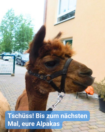 Ein dunkelbraunes Alpaka ist ganz nah bei der Kamera. Es befindet sich im Hof einer Seniorenresidenz. Bildbeschriftung: Tschüss! Bis zum nächsten Mal, eure Alpakas