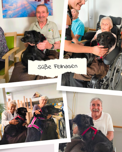 Bildcollage von verschiedenen Seniorinnen und Senioren, die Besuch von Hunden bekommen haben. Die Tiere sitzen auf dem Schoß und werden gestreichelt. Bildbeschriftung: süße Fellnasen