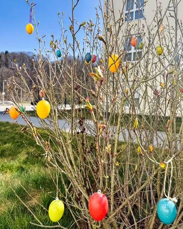 Bunte Ostereier hängen an den Zweigen eines kahlen Baumes.