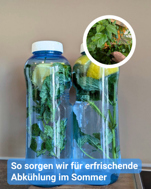 Zwei Flaschen infused water mit Zitrone und Pfefferminze. Bildbeschriftung: So sorgen wir für erfrischende Abkühlung im Sommer