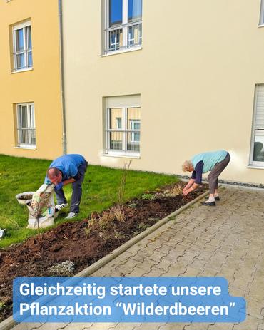 Zwei Personen pflanzen wilde Erdbeeren.